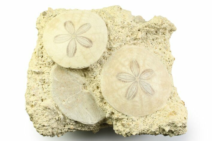 Three Fossil Sand Dollars (Scutella) - France #359690